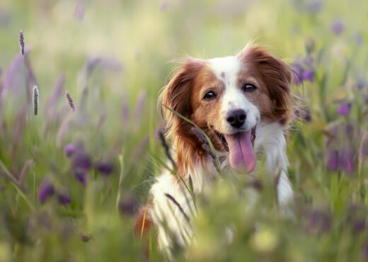 chien1 chien1
