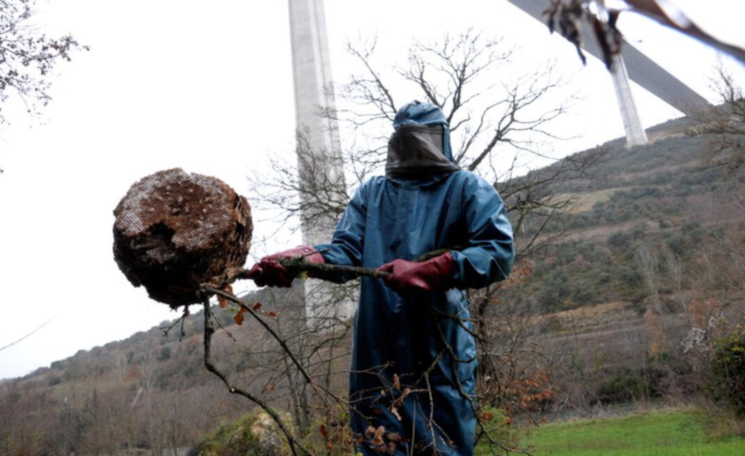 Nid_frelon_asiatique Nid_frelon_asiatique